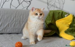 British Shorthair cats for sale: GCCFreg BSH & BLH Chocolate & Black Golden Kittens - Image 33