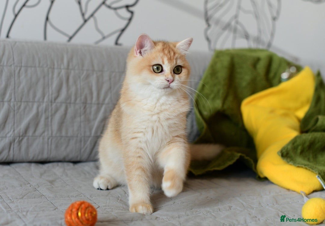 British Shorthair cats for sale: GCCFreg BSH & BLH Chocolate & Black Golden Kittens - Image 33
