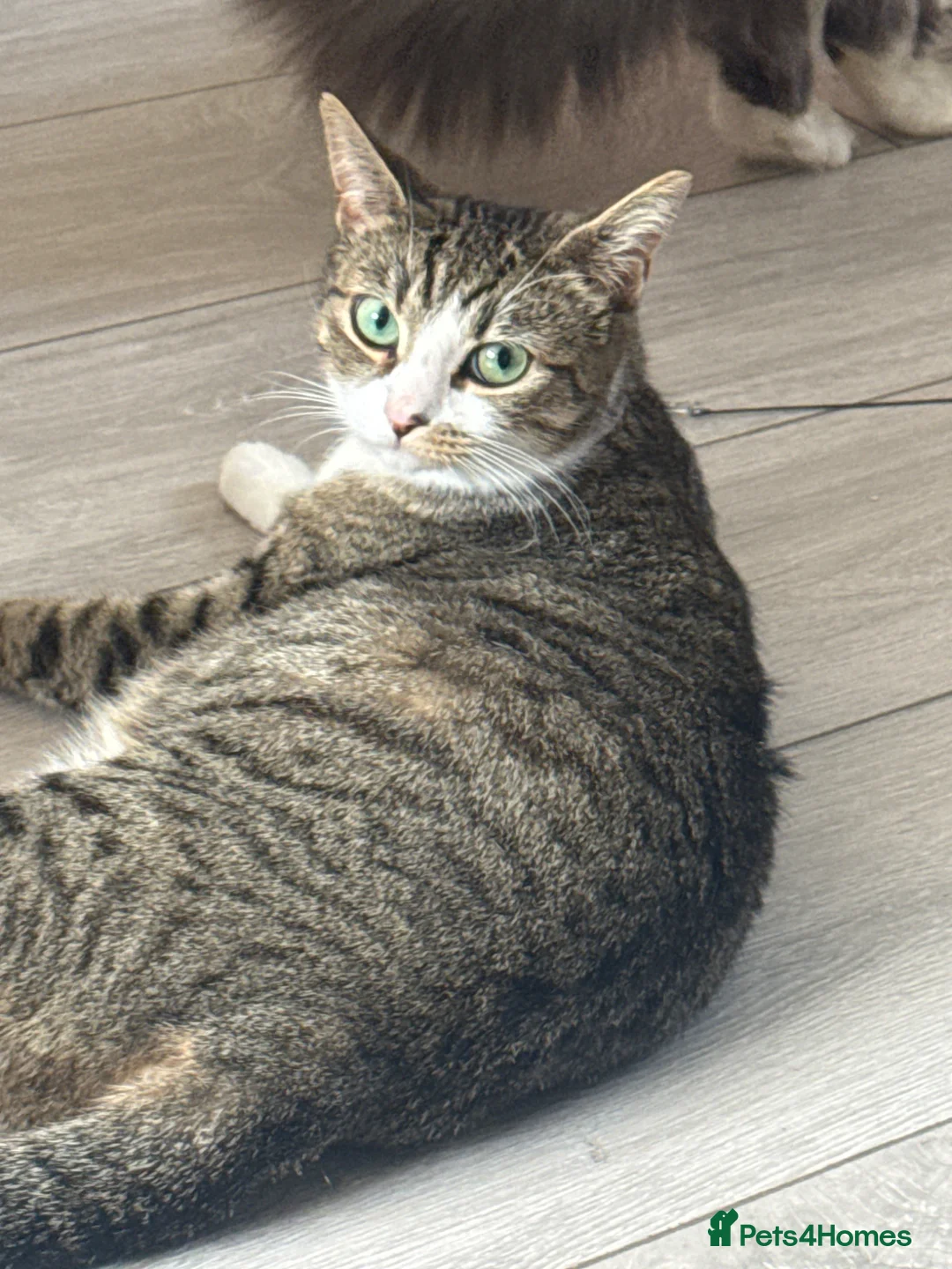 Mixed Breed cats for sale: 2 cats for sale  in Watford - Advert 6