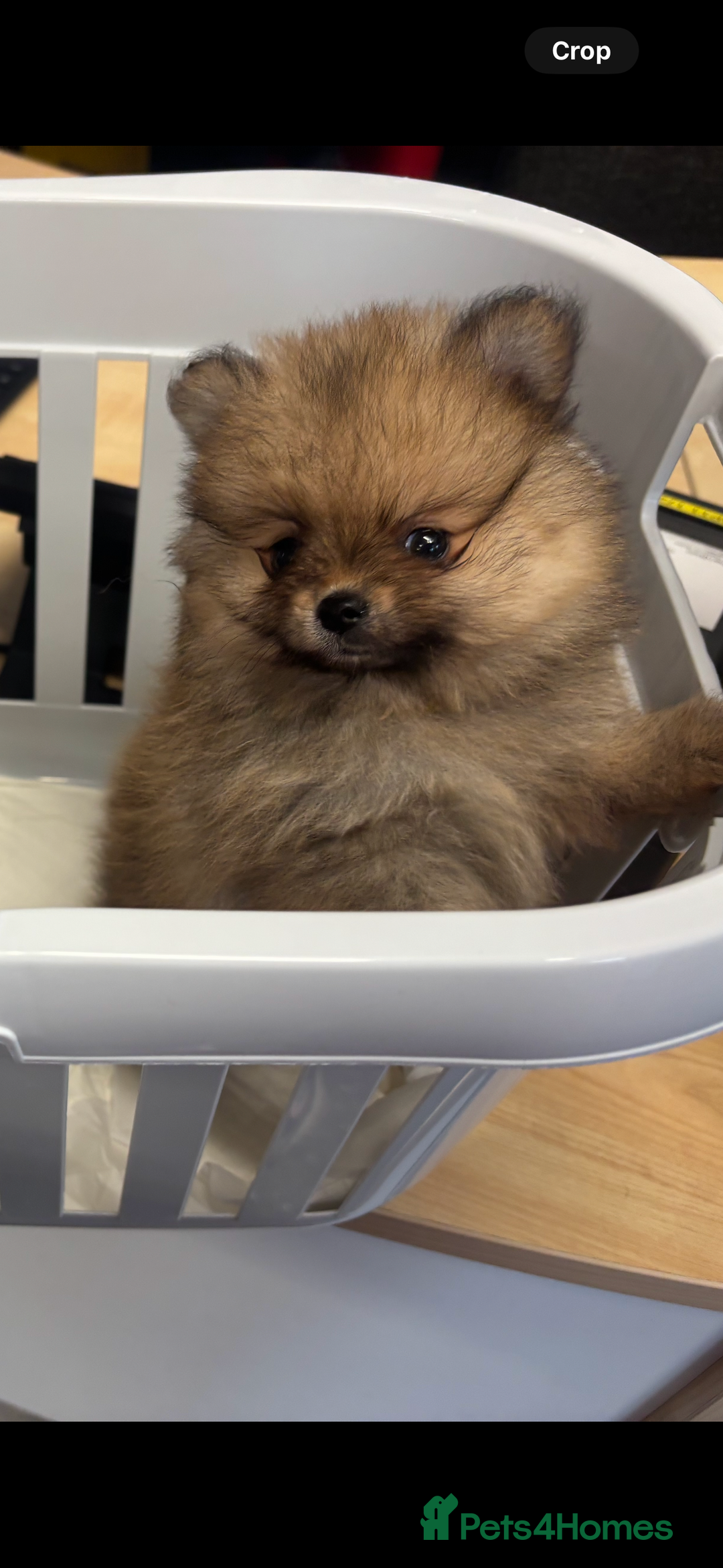 Pomeranian dogs for sale: 1 beautiful Kc registered girl Pomeranian(reduced) - Advert 24