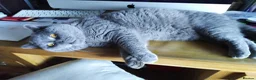 British Shorthair cats for sale: Blue British shorthairs kittens with GCCFpedigree in Taunton - Advert 18