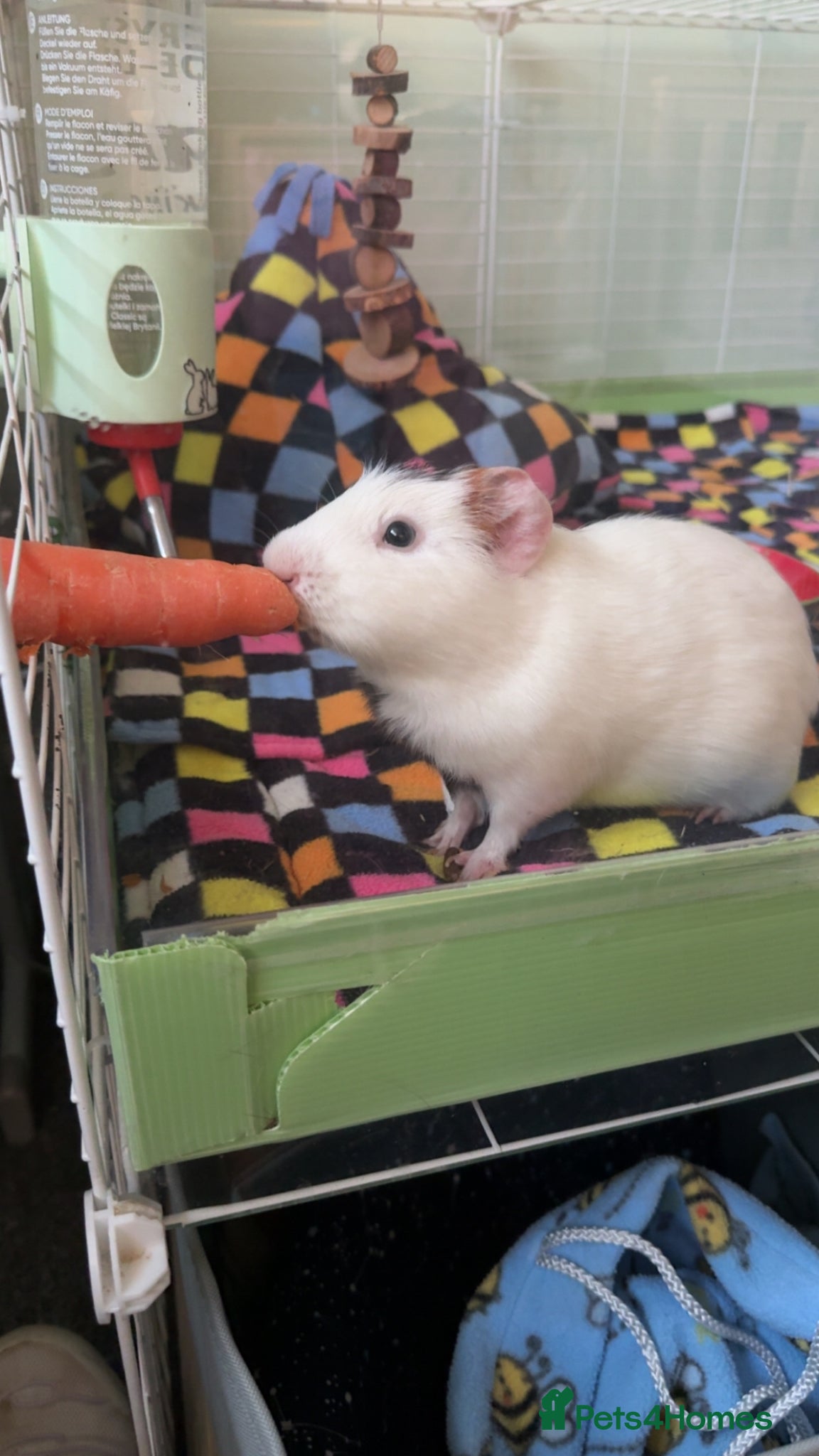 Guinea Pig rodents Two male Guinea pigs in need of a loving home  - Advert 1