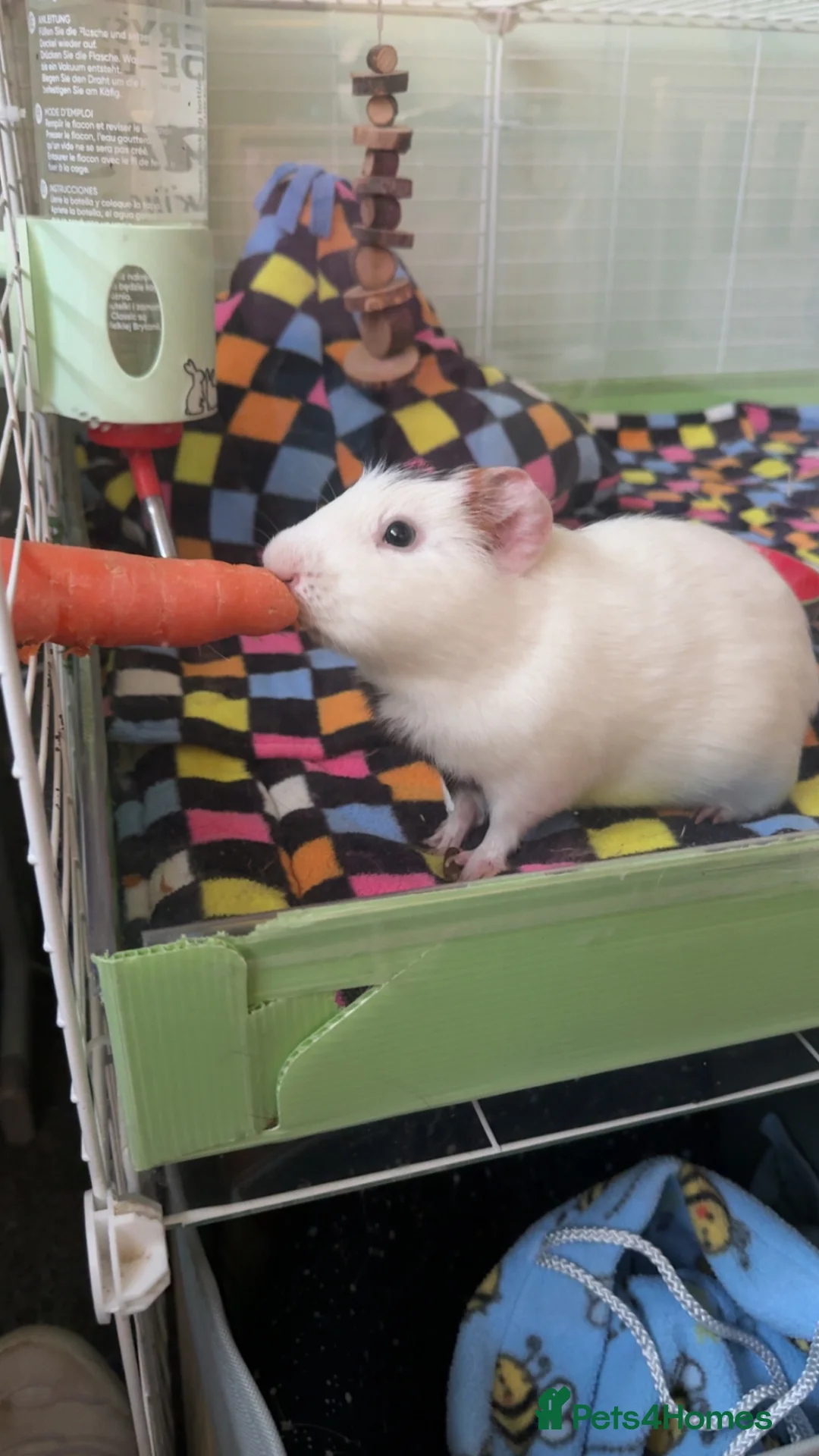 Guinea Pig rodents for sale: Two male Guinea pigs in need of a loving home  in Robertsbridge - Advert 1