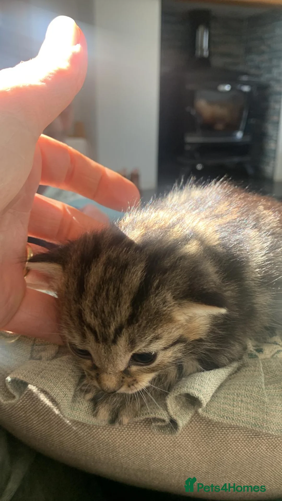 Mixed Breed cats for sale: Kittens for sale  in Craigavon - Advert 4