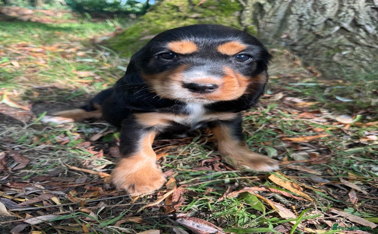 Cocker Spaniel dogs - Advert 2