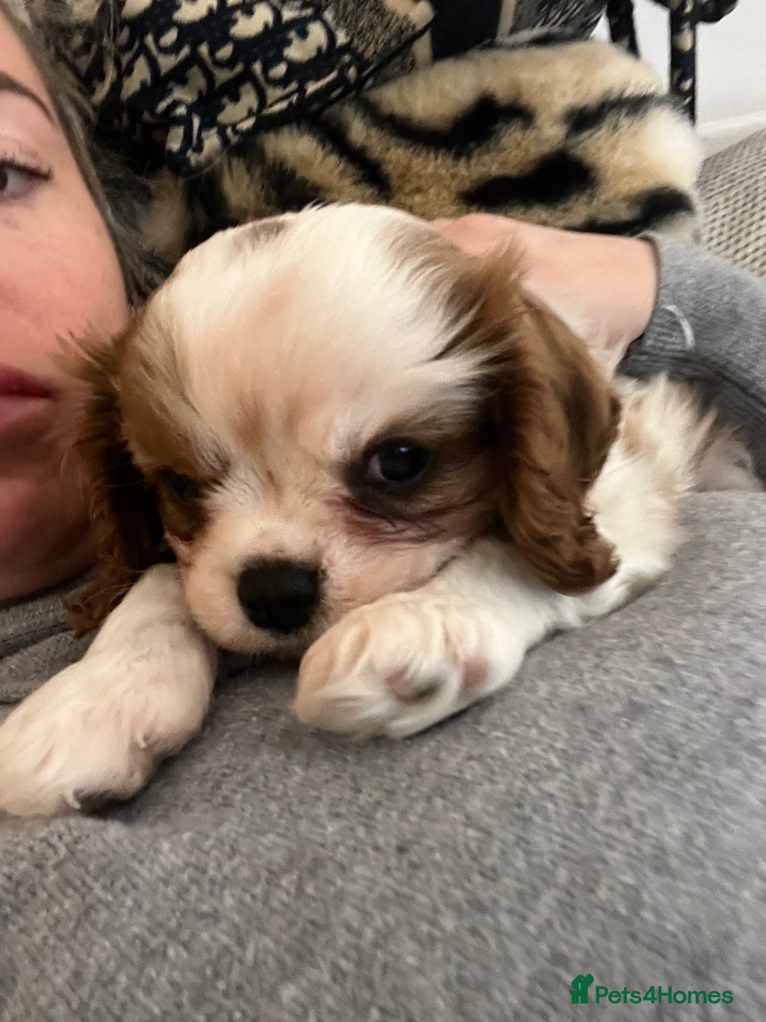 Cavalier King Charles Spaniel dogs for sale: Singleton Blenheim Cavalier Boy – Family Raised - Advert 9