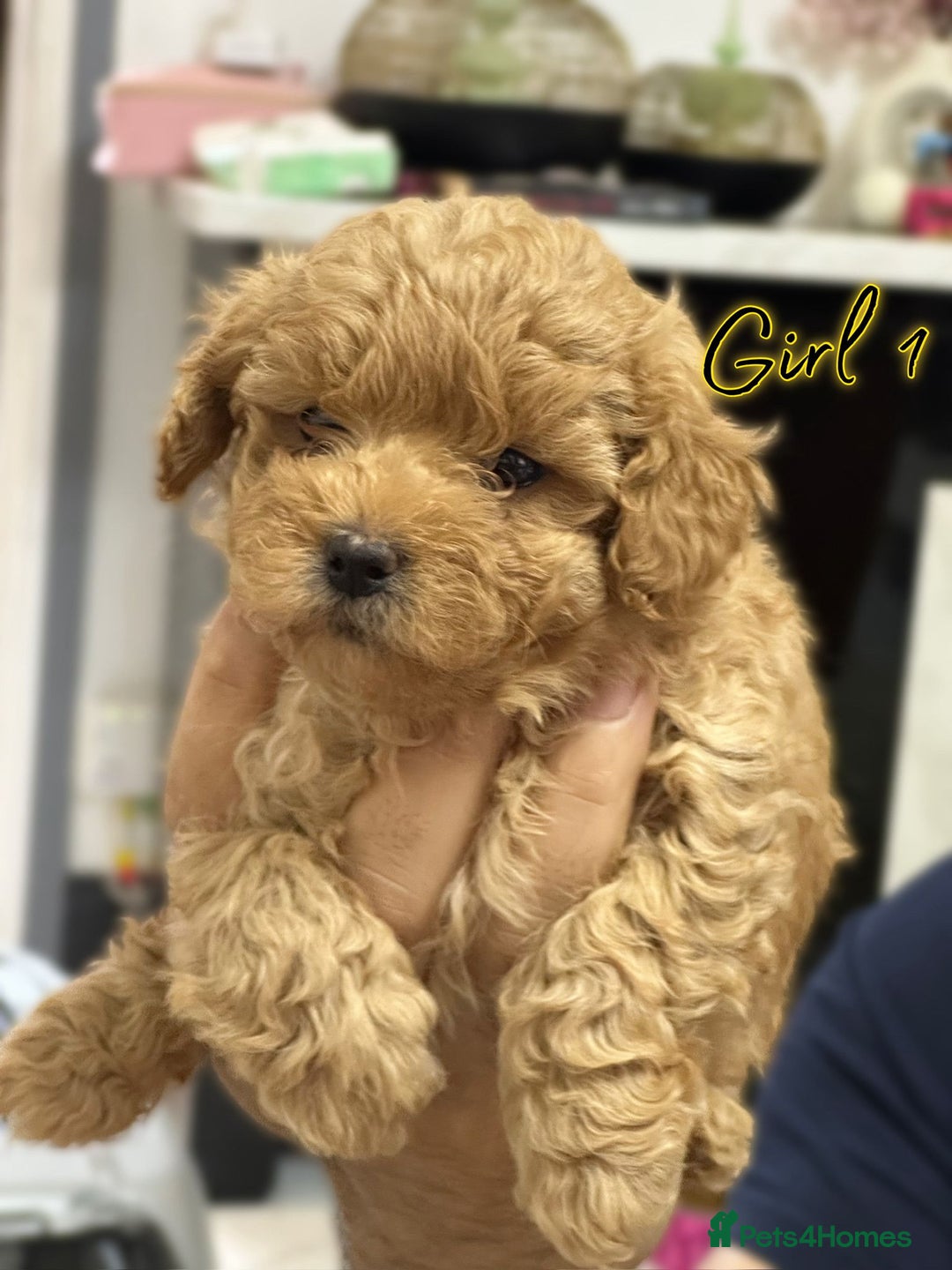 Shihpoo dogs for sale: 🐾 Toy Poodle x Shihpoo Puppies for Sale - Image 5