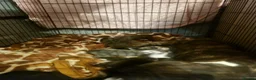 American Bull Staffy dogs for sale: American bull Staffy puppies in Chatham - Advert 2