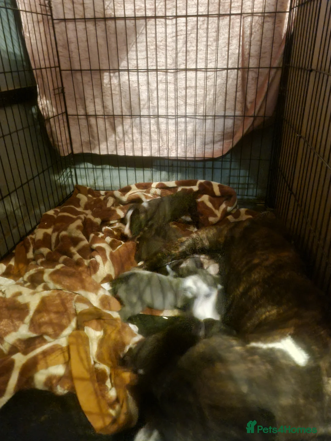 American Bull Staffy dogs for sale: American bull Staffy puppies in Chatham - Advert 2