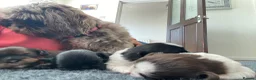 Shih Tzu dogs for sale: 3x imperial Shih Tzu  boys  - Advert 2