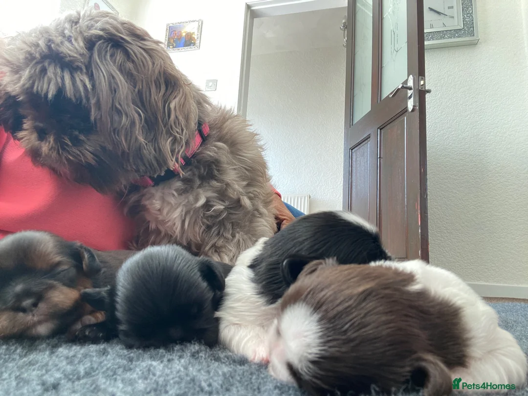 Shih Tzu dogs for sale: 3x imperial Shih Tzu  boys  - Advert 2