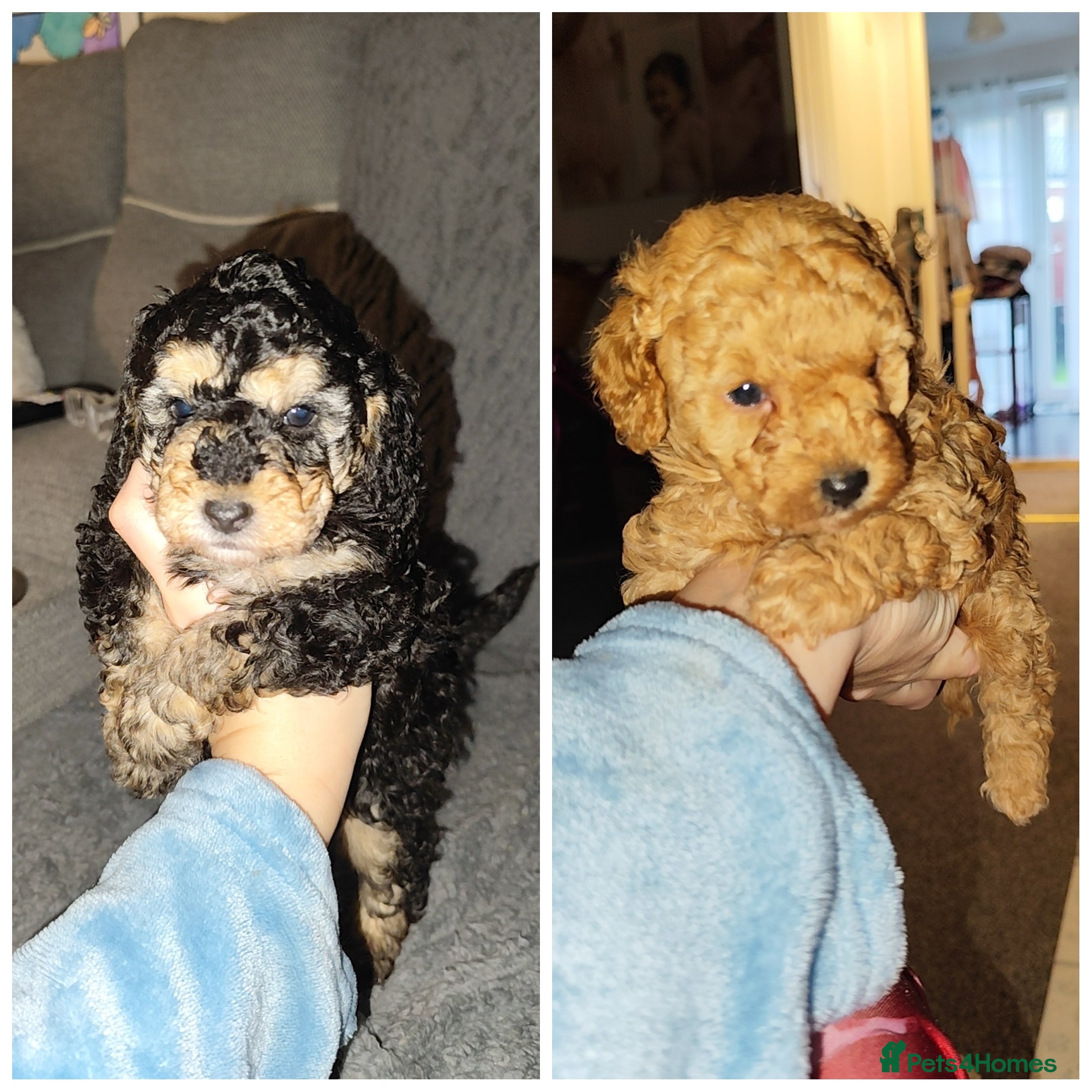 Toy Poodle dogs Two beautiful boy toy poodles - Advert 6