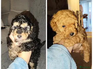 Toy Poodle dogs Two beautiful boy toy poodles - Advert 6