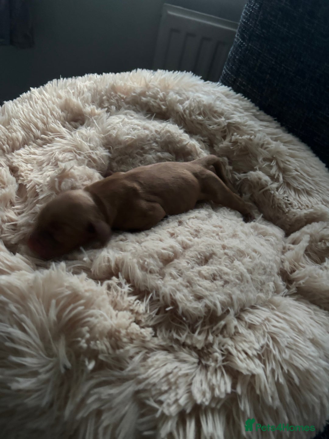 Cocker Spaniel dogs for sale: Beautiful Cocker Spaniel Puppies - Image 6