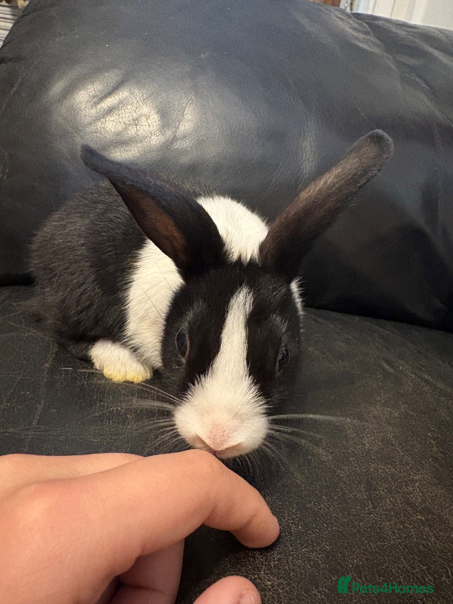 Dutch rabbits Mum and 3 kits DUTCH RABBITS💗🩵 - Advert 2