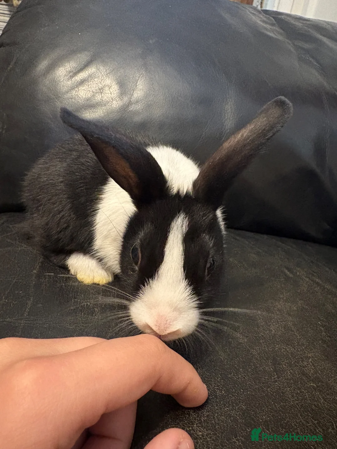Dutch rabbits for sale: Mum and 3 kits DUTCH RABBITS💗🩵 - Advert 2