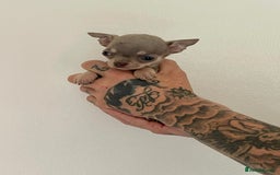 Chihuahua dogs for sale: Stunning KC Chihuahua puppies 🇬🇧 bloodlines - Image 9