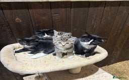 Mixed Breed cats for sale: Gorgeous Part Siberian cross British shorthair  - Image 2