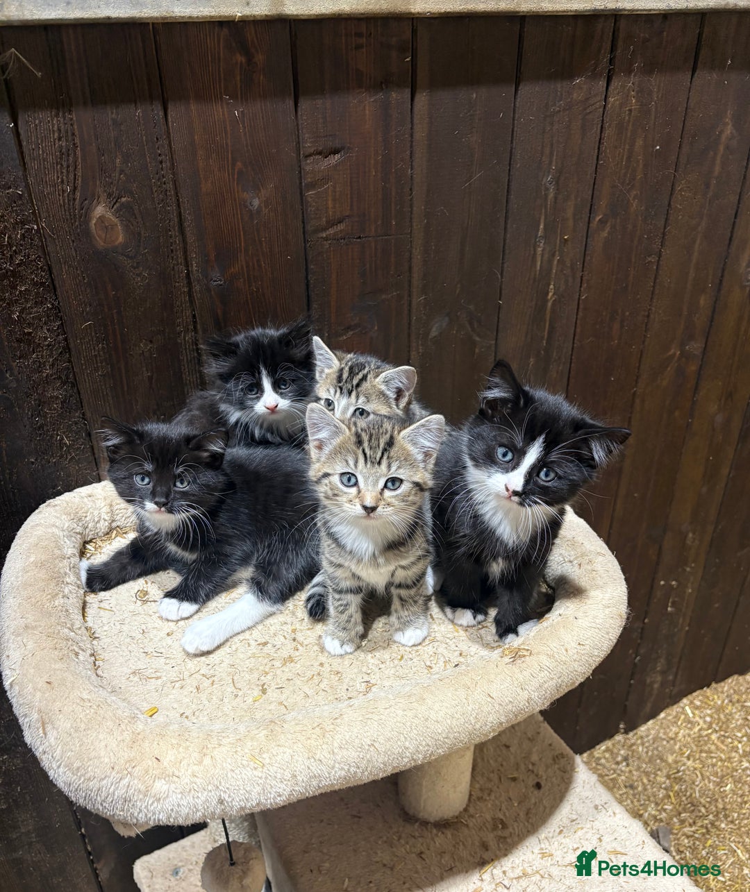 Mixed Breed cats for sale: Gorgeous Part Siberian cross British shorthair  - Image 2