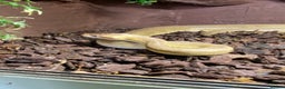 Python Snake reptiles for sale: Ball Pythons  - Advert 4