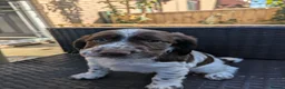 Cocker Spaniel dogs for sale: Cocker Spaniel Worker PUPPY 💙❤️,1BOY💙 ,1GIRL♥️ - Advert 14