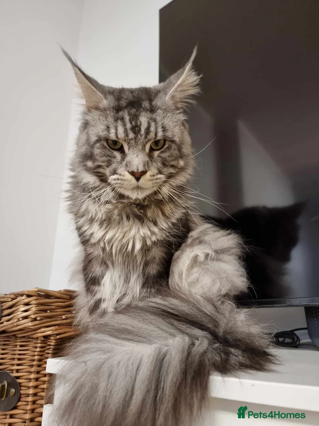 Maine Coon cats for stud: 🐾Russian Bloodline MaineCoon for Stud Available🐾 - Advert 2