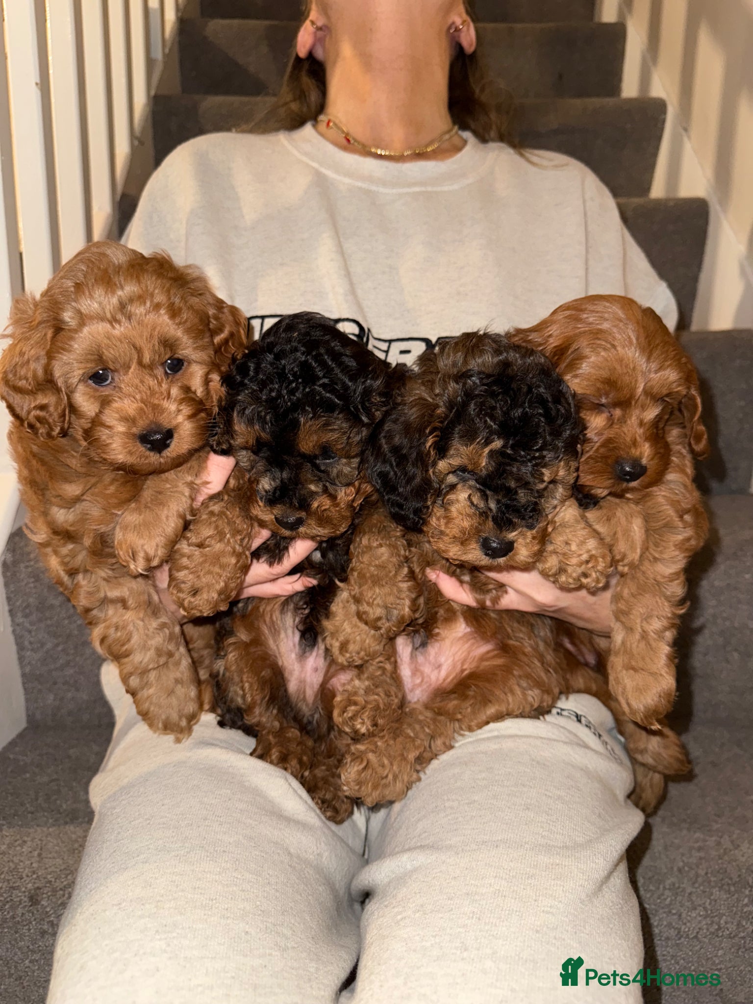 Cockapoo dogs F1B Cockapoos 🐶  - Advert 2