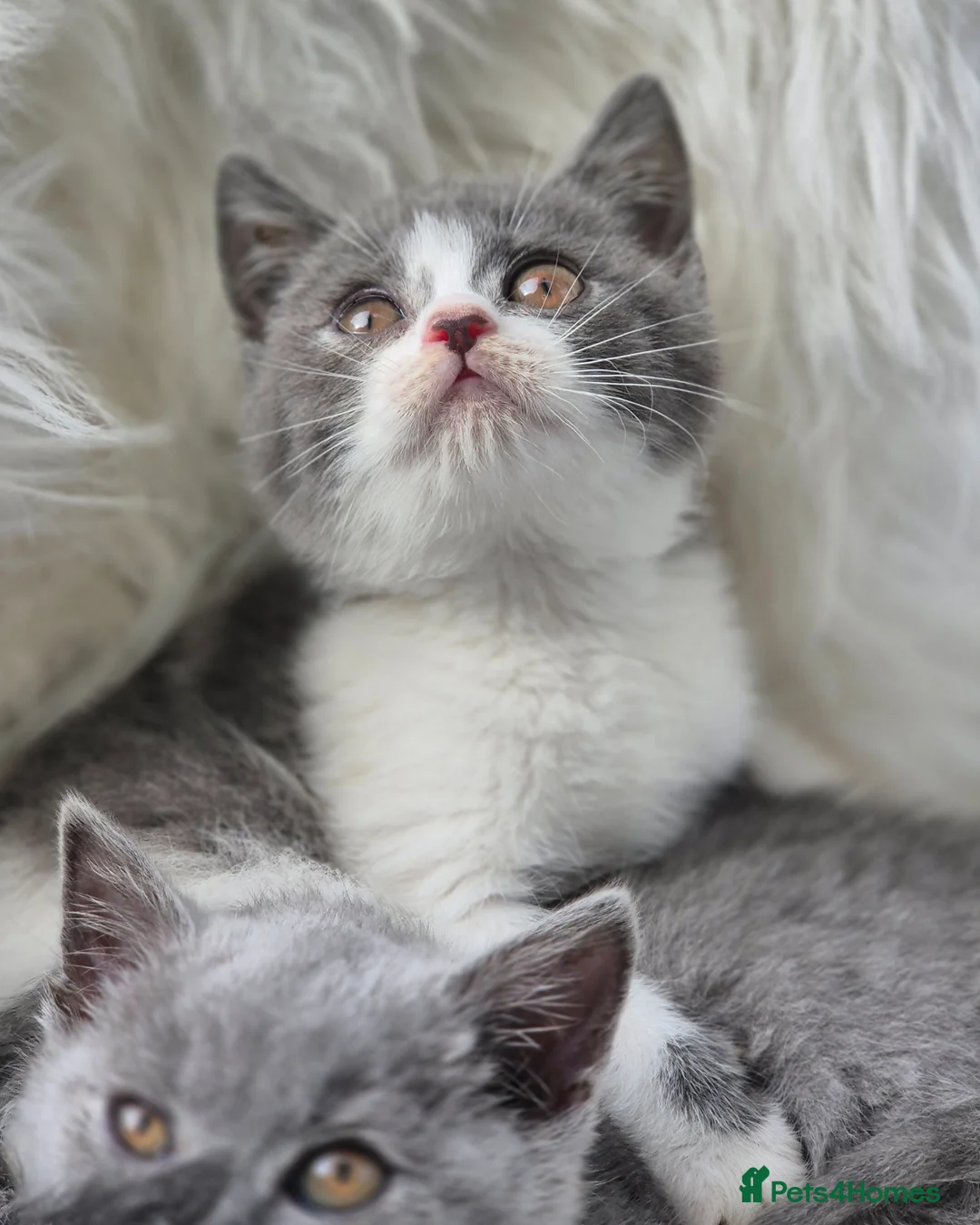 British Shorthair cats for sale: Stunning BSH kitten GCCF Reg Champion sired - Advert 33