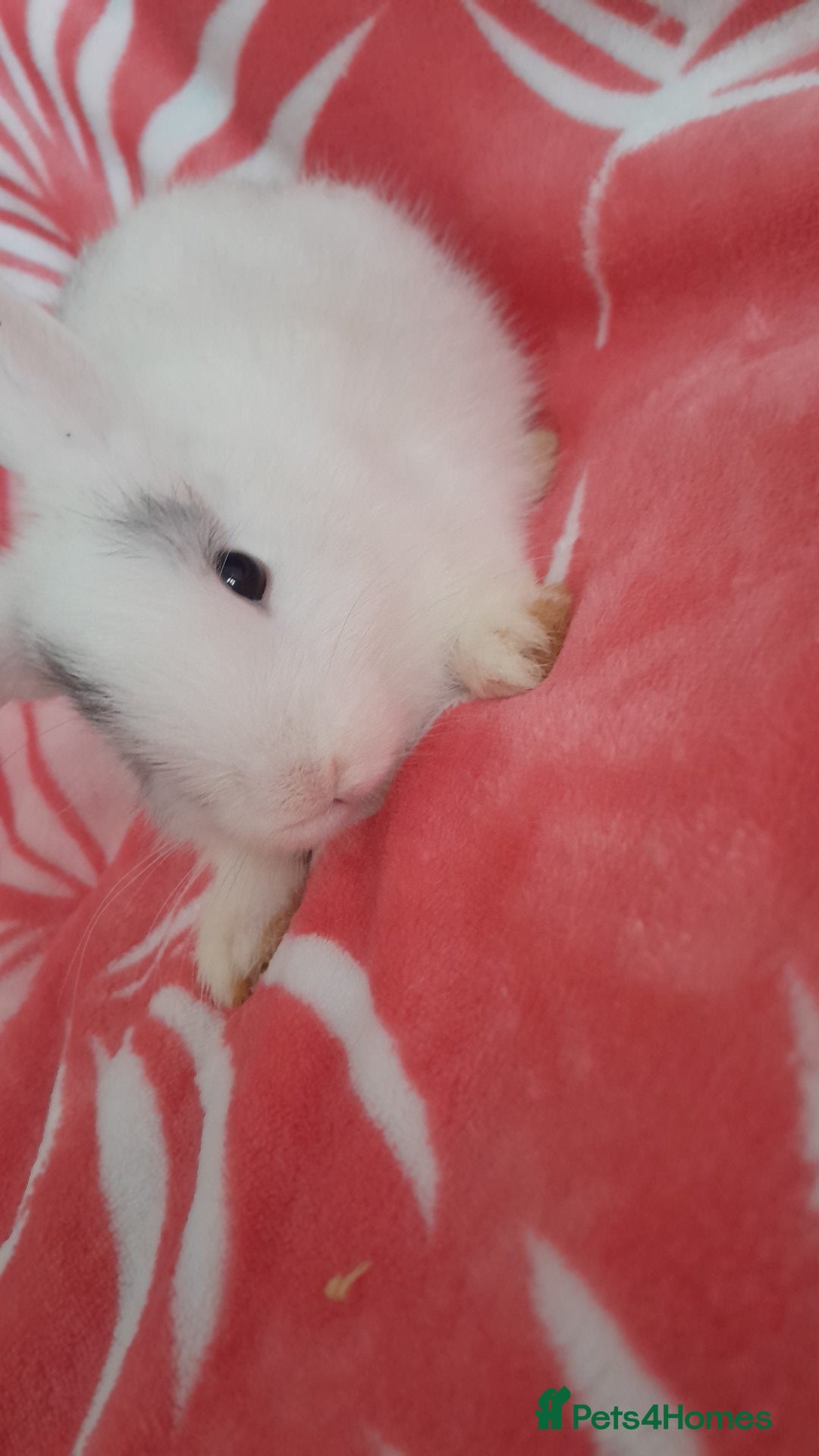 Rex rabbits for sale: Female bunnies  - Image 3