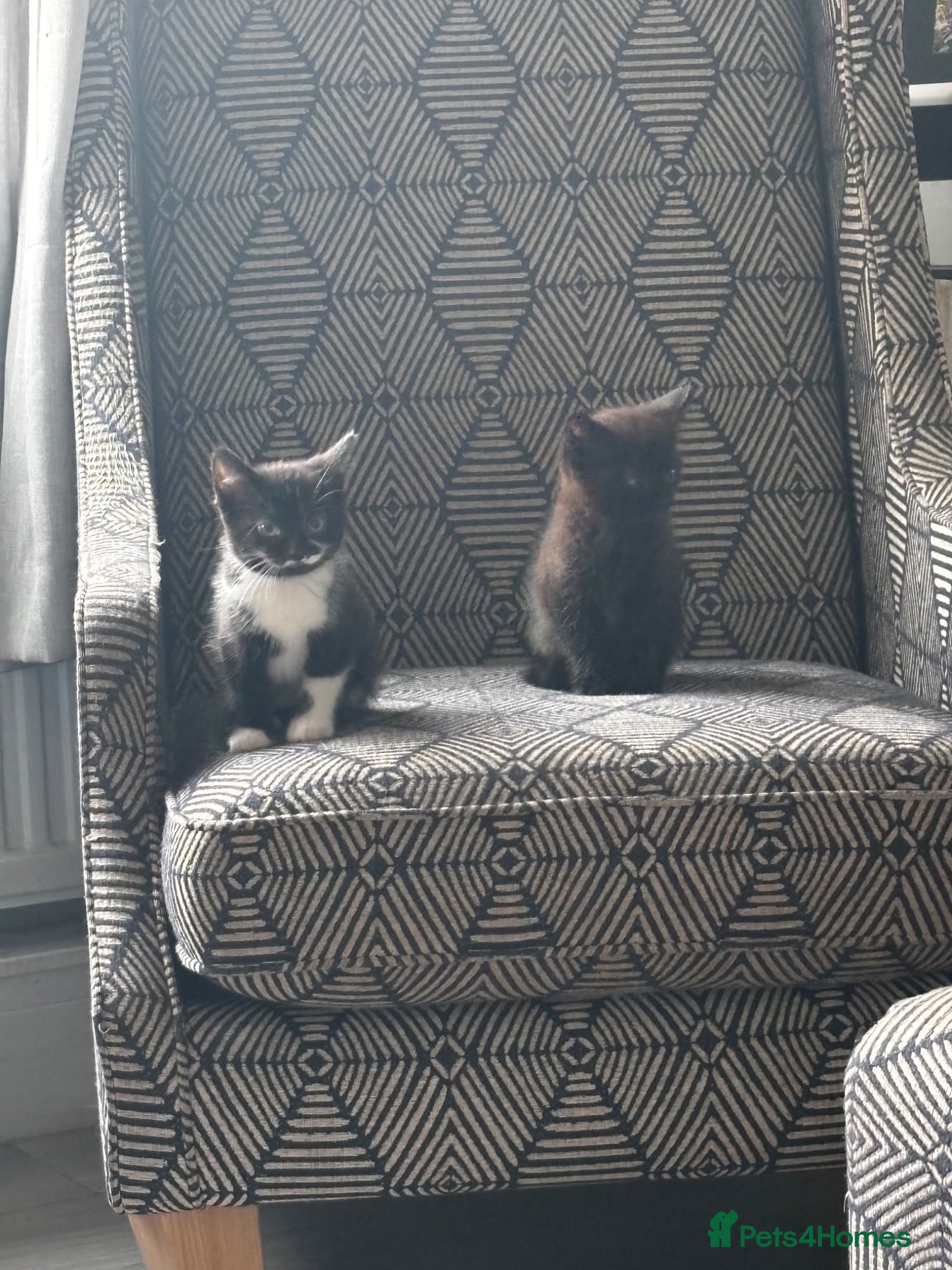 Mixed Breed cats for sale: Kittens for sale in Wigan - Advert 5