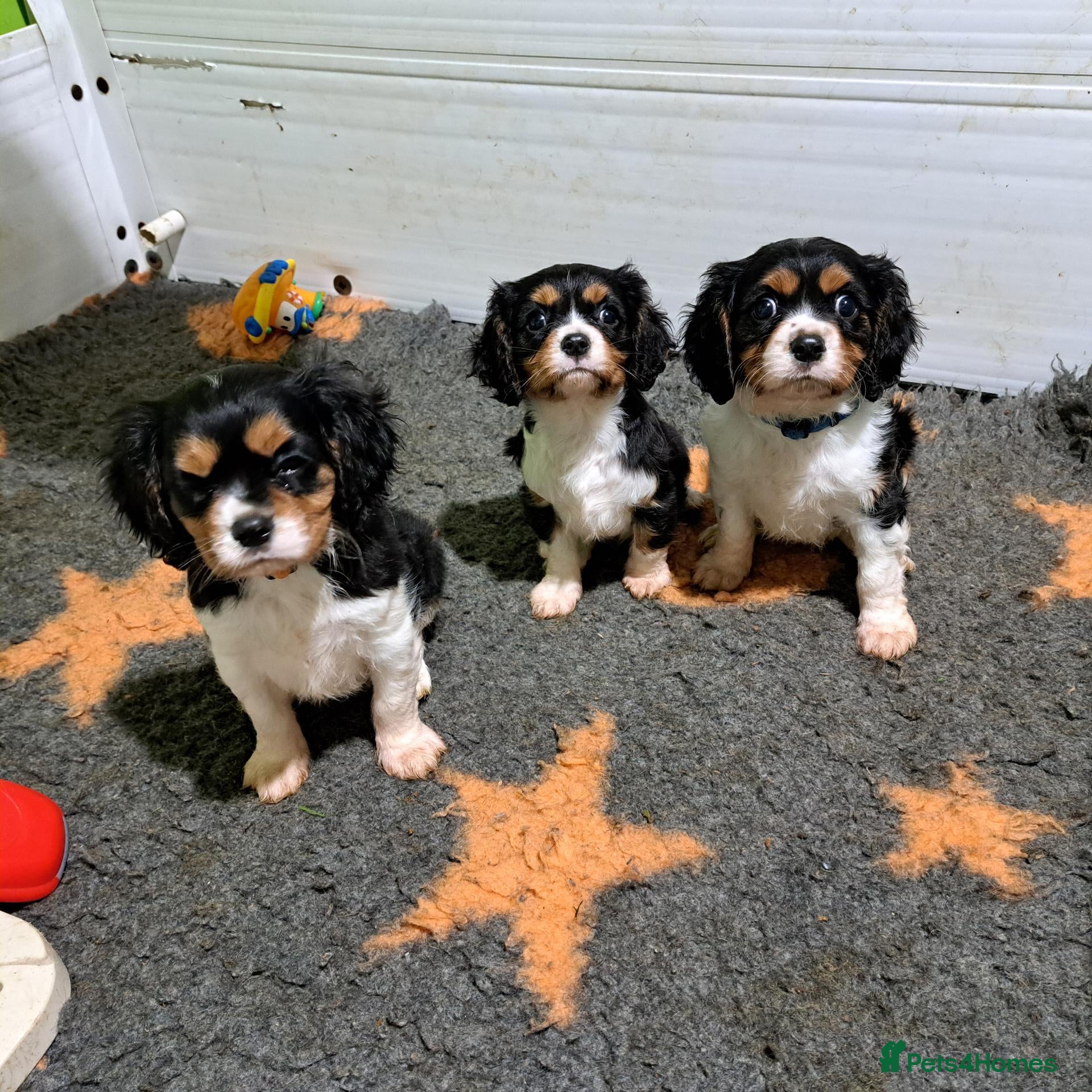 Cavalier King Charles Spaniel dogs Beautiful Tri-Colour Cavalier King Charles Puppies - Advert 2