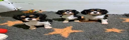 Cavalier King Charles Spaniel dogs for sale: Beautiful Tri-Colour Cavalier King Charles Puppies - Advert 7