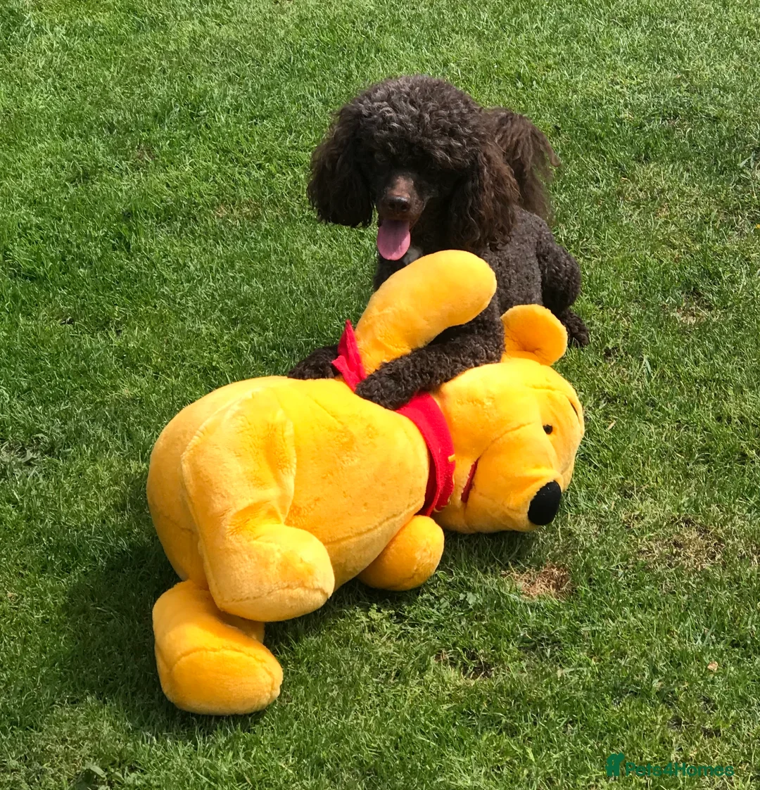 Miniature Poodle dogs for stud: Miniture Poodle for stud - SHORT NOTICE AVAILABLE in Coalville - Advert 16