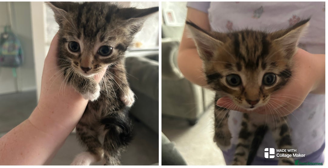 Domestic Shorthair cats for sale: One Female and Male Kitten Set - Image 1