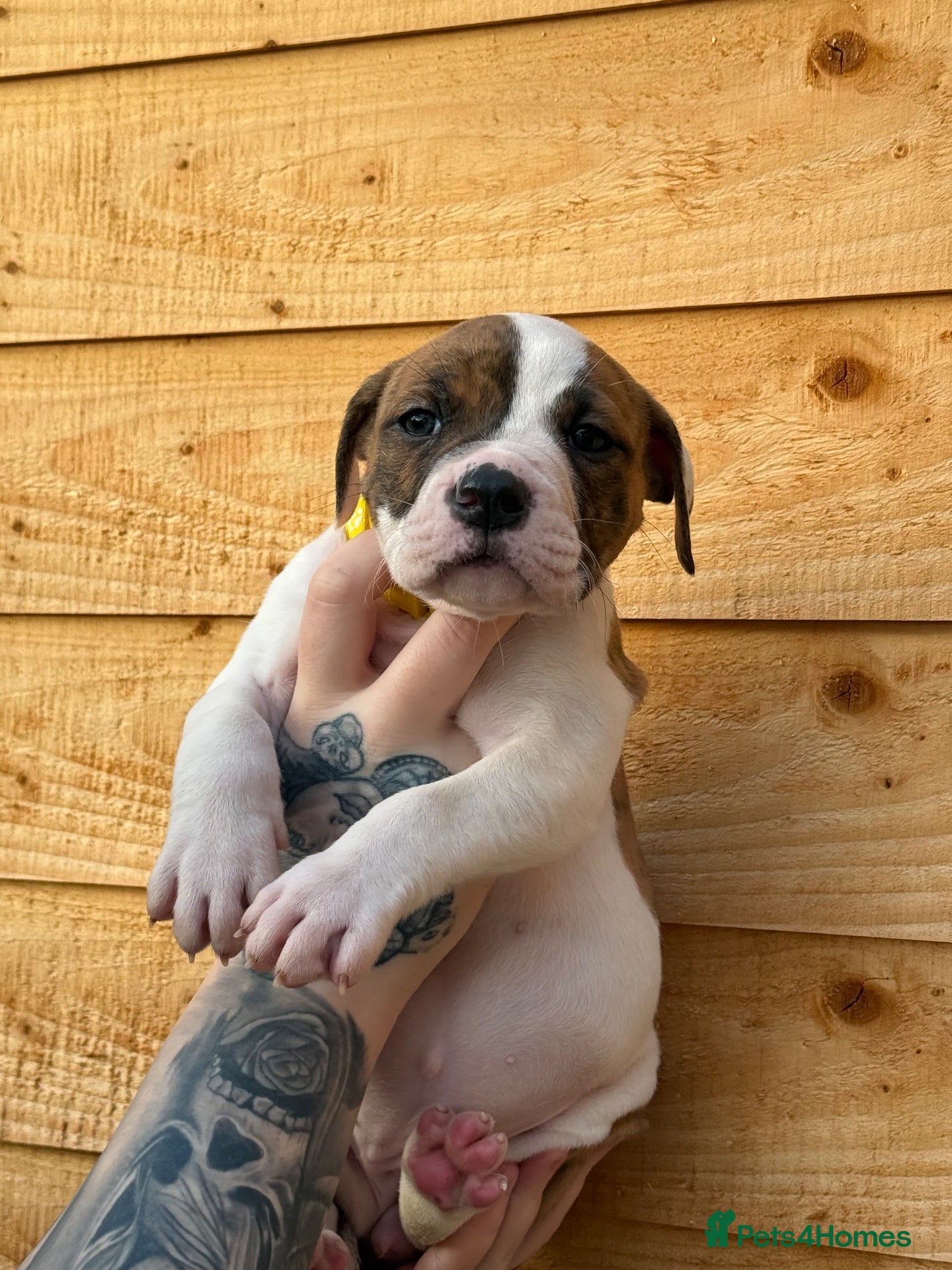 American Bulldog dogs 2 Puppies Left!!! - Advert 4