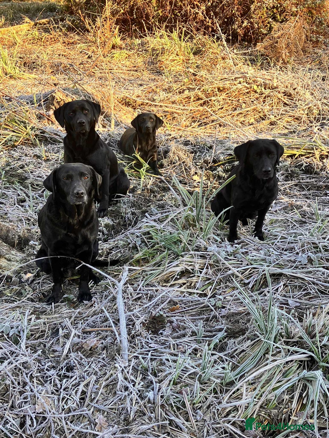 Labrador Retriever dogs for sale: Superb Litter of Black Labrador Puppies - Image 6