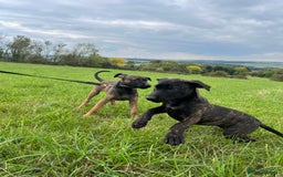 Mixed Breed dogs for sale: Bull herder puppies - Image 5