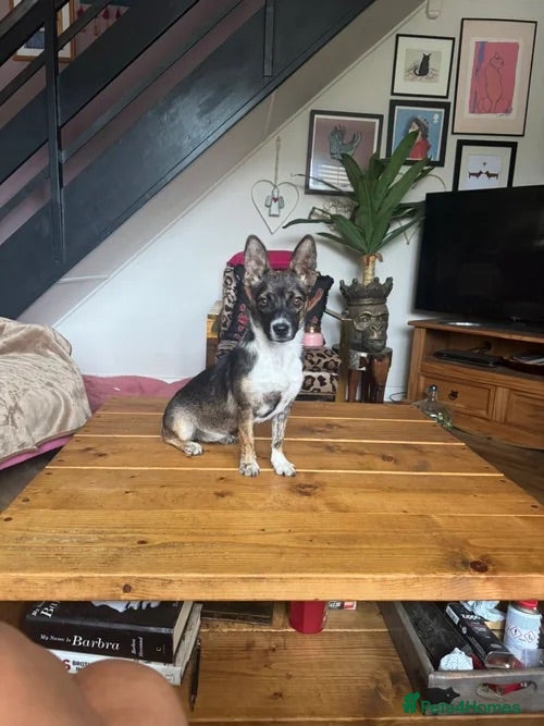 Mixed Breed dogs Fig 🩷 - Advert 4