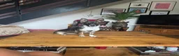 Mixed Breed dogs for adoption: Fig 🩷 in Witney - Advert 1