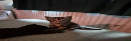 Mixed Breed cats for sale: 3 kittens for sale. Very social,  in Nottingham - Advert 2