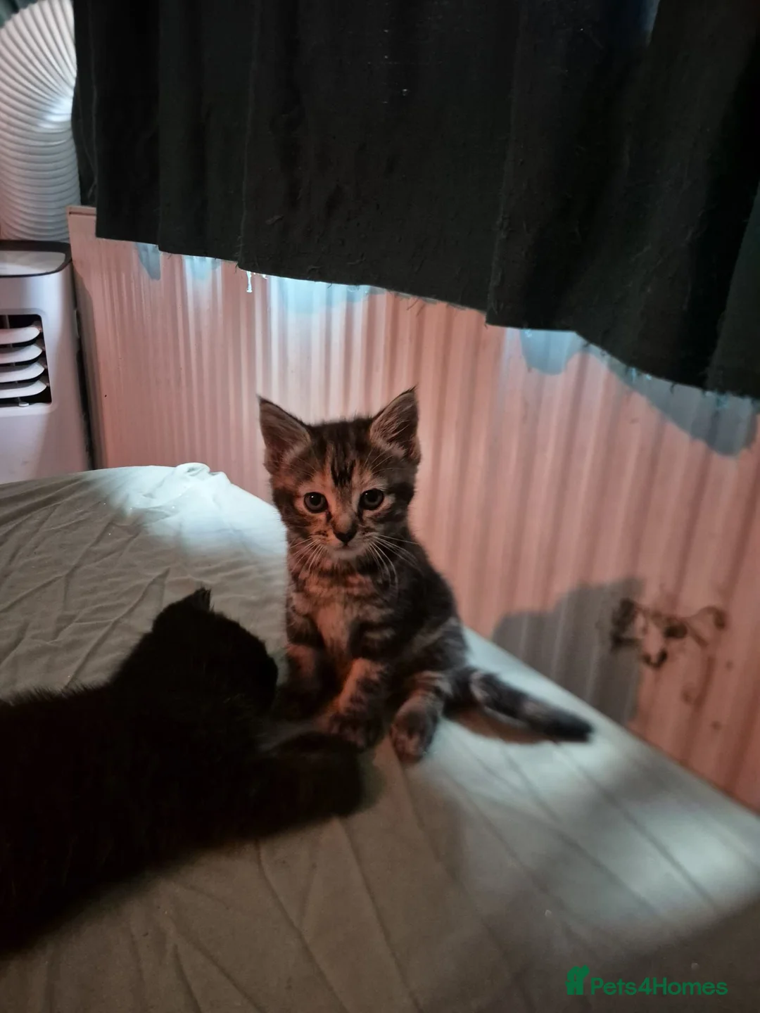 Mixed Breed cats for sale: 3 kittens for sale. Very social,  in Nottingham - Advert 2