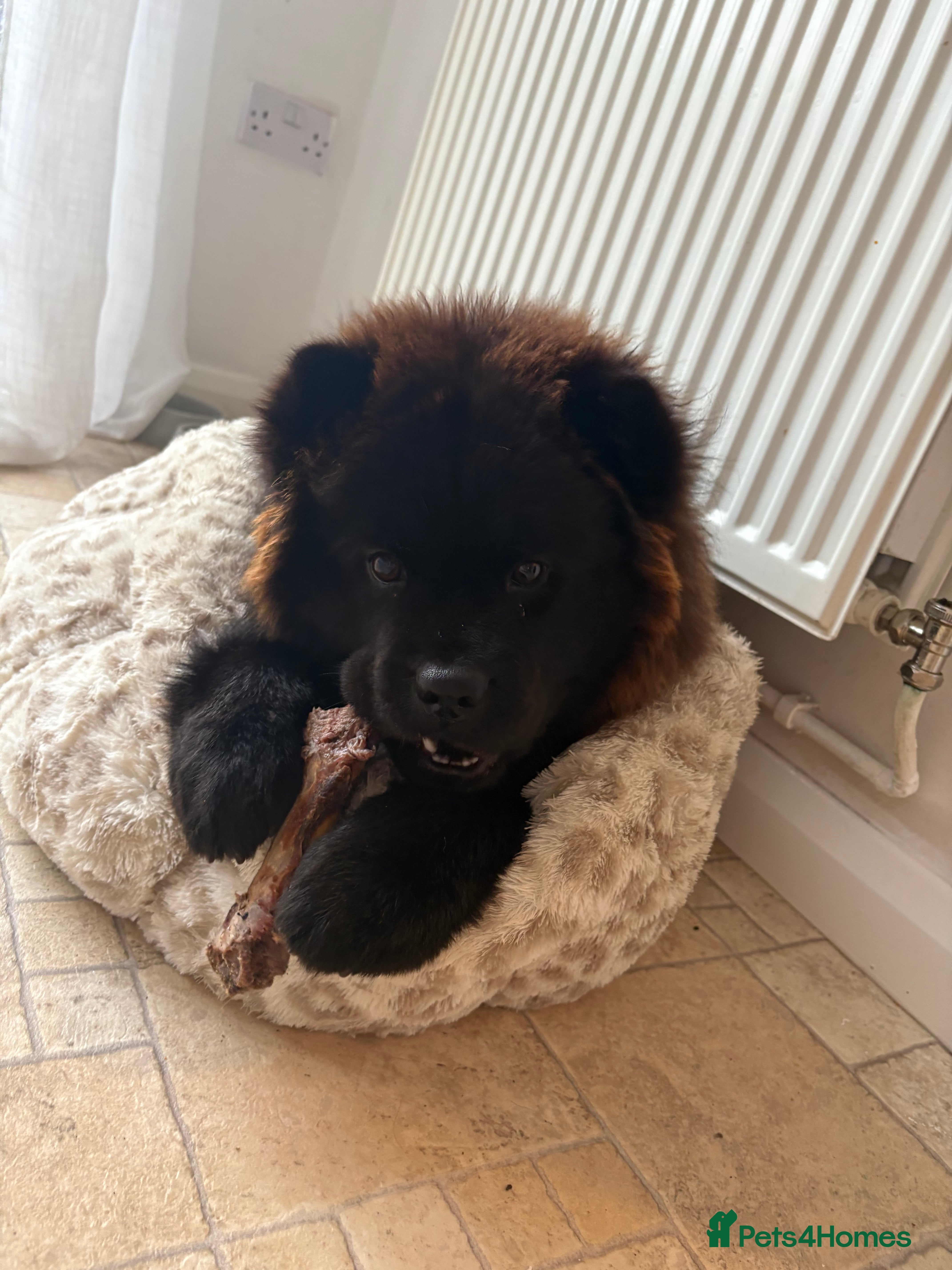 Chow Chow dogs Female Chow chow Bear - Advert 2