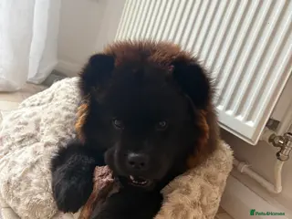 Chow Chow dogs Female Chow chow Bear - Advert 2