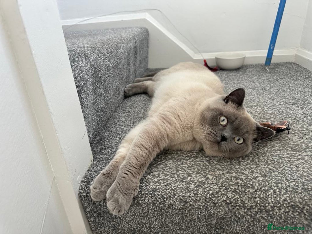 British Shorthair cats for sale: Milo Friendly British Shorthair (11 months) - Image 2