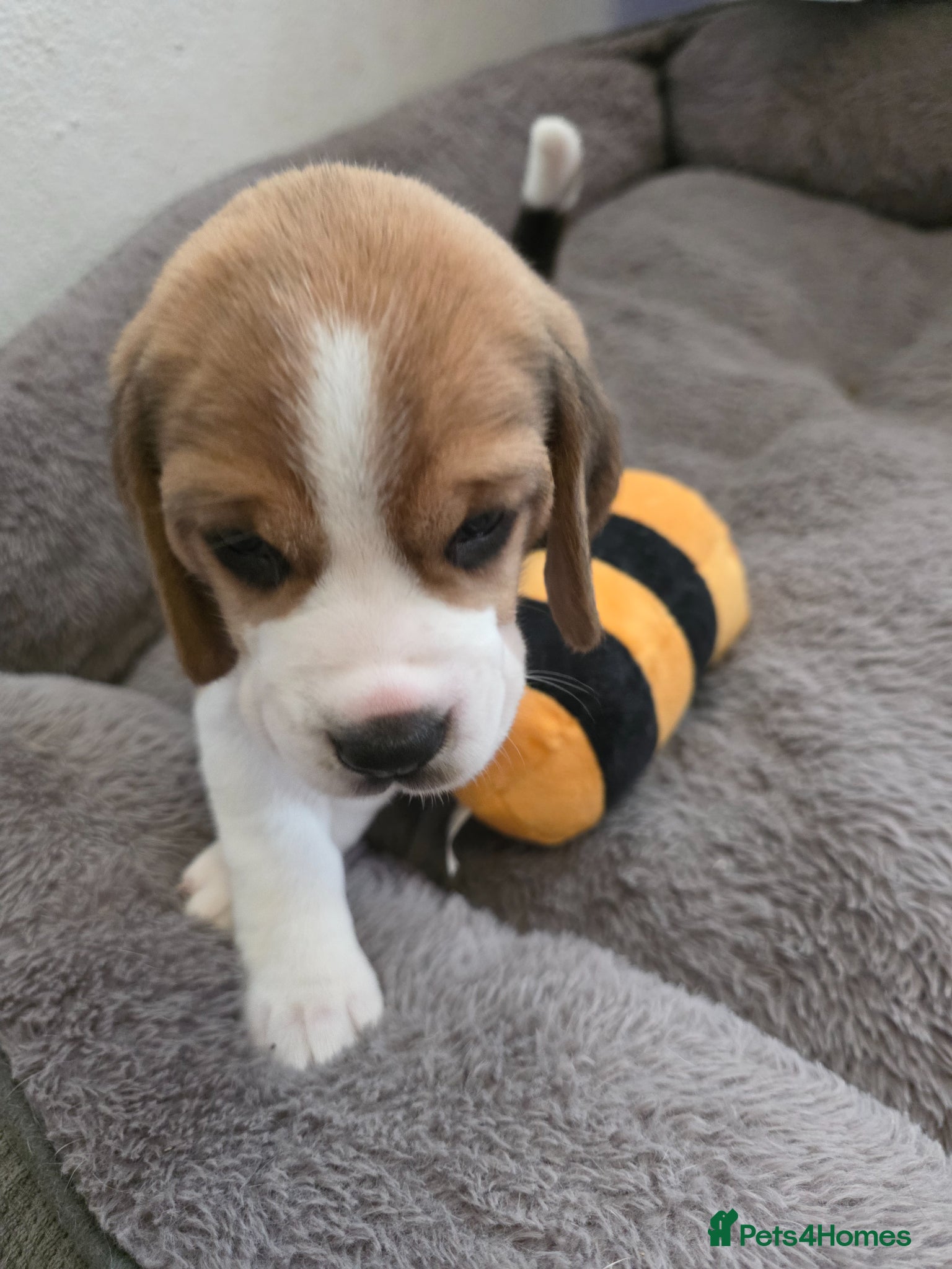Beagle dogs for sale: Beagle puppies ready for love!! - Advert 12