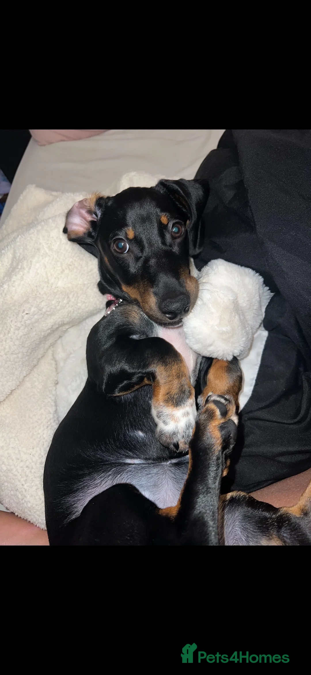 Miniature Dachshund dogs for stud: Miss Narla Olivia Upton ❤️ - Advert 1