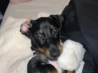 Miniature Dachshund dogs Miss Narla Olivia Upton ❤️ - Advert 2
