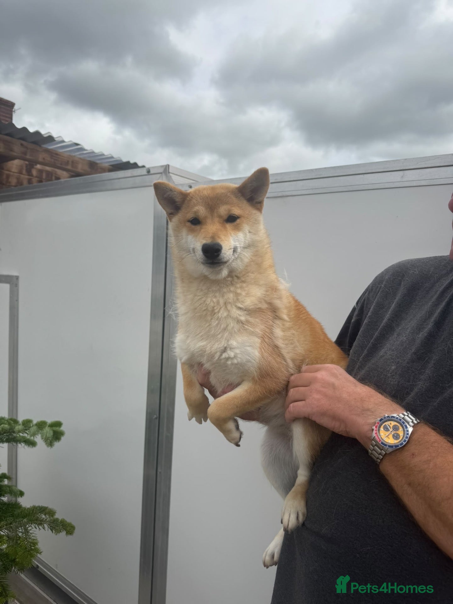 Japanese Shiba Inu dogs 3 beautiful Shiba Inu girls  - Advert 11