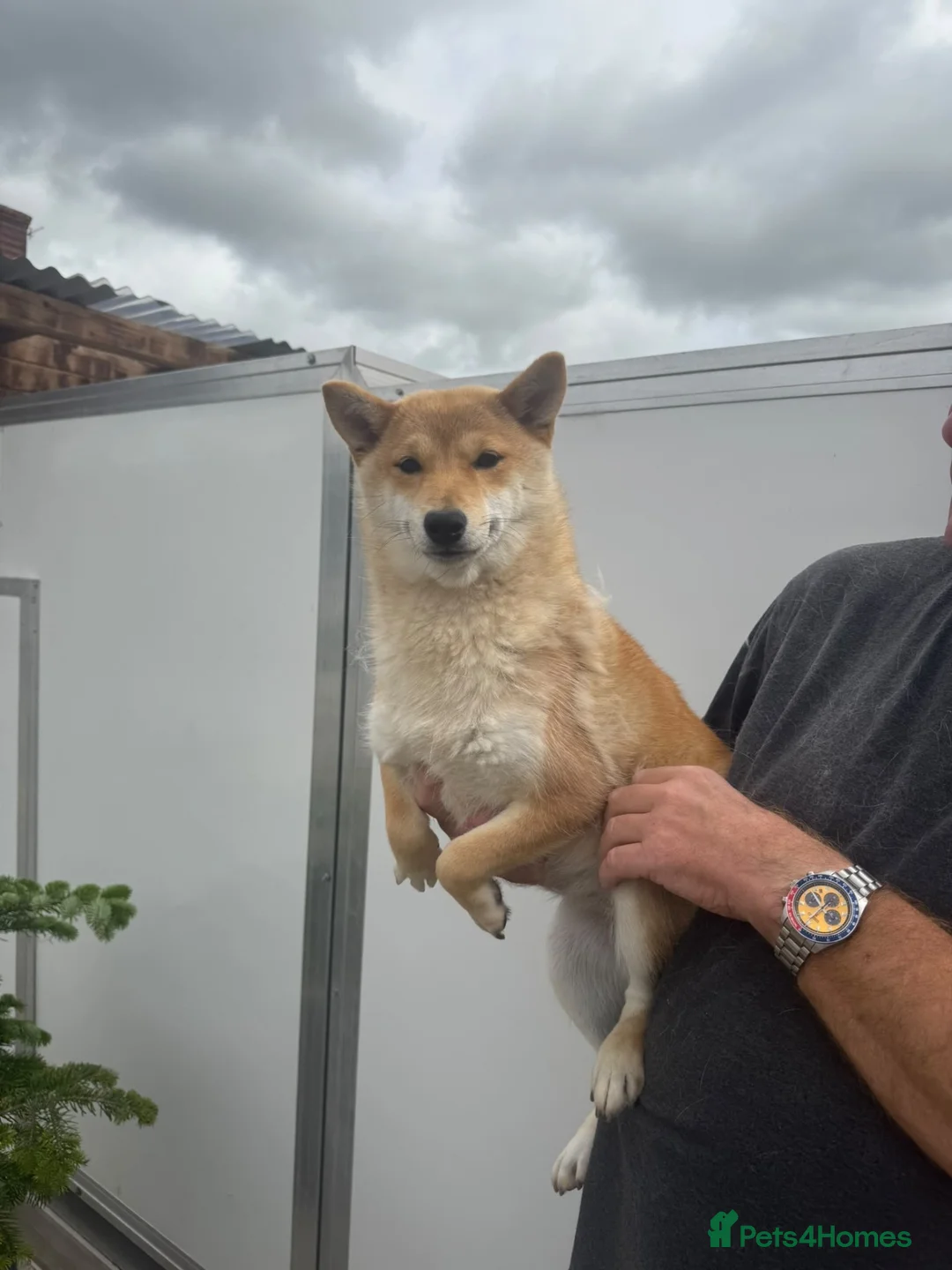 Japanese Shiba Inu dogs for sale: 3 beautiful Shiba Inu girls  - Advert 1