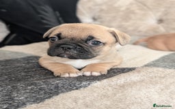 French Bulldog dogs for sale: French bulldog puppy's  - Image 5